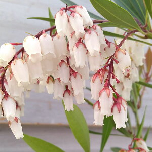 Ԗ ؂̕c/AZrin؁jFAZr3|bg