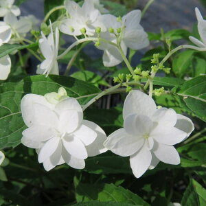 Ԗ ؂̕c/}AWTCFVtWixmj 4|bg