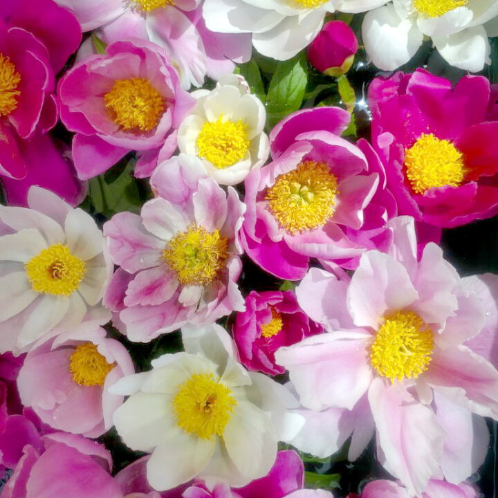 楽天市場 草花の苗 香る日本シャクヤク 芍薬 花色ミックス4 5芽付き 4号ポット 園芸ネット プラス