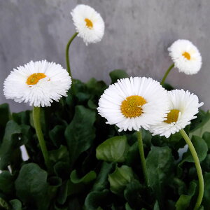 Ԃ̕c/f[W[FA[[||lbgzCg3-3.5|bg