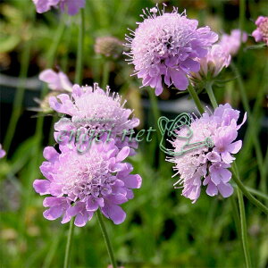 Ԃ̕c/XJrITFsNbVsN3|bg