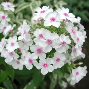 Ԃ̕c/htbNXF_[EBWCXi蔒ԁj3|bg