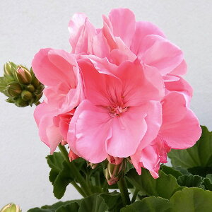 Ԃ̕c/[jEFJIy\tgR[5A