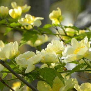 Ԗ ؂̕c/}uL(RjF3|bg