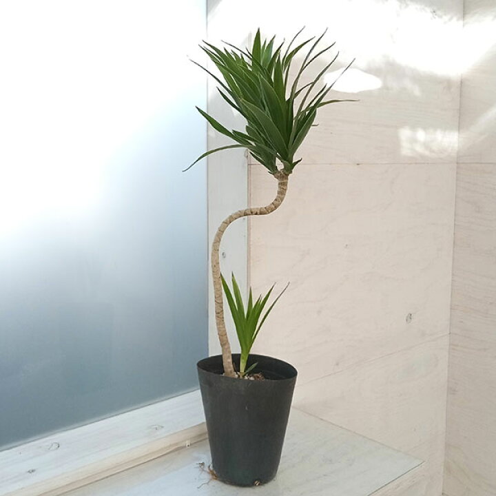 楽天市場 観葉植物 ドラセナ ナビ 5号22 02 園芸ネット プラス