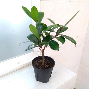 ϗtA/tBJXFLAeBXeBv@5A