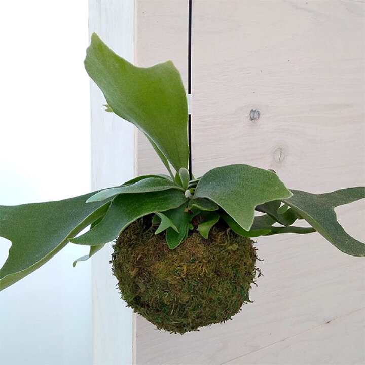 楽天市場 観葉植物 コウモリラン プラティセリウム ネザランズ 苔玉仕立て 園芸ネット プラス