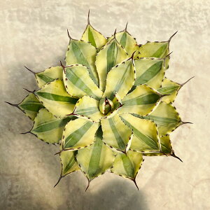 ϗtA/AKxFX[p[NE 6A22-02