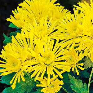 Ԃ̕c/oGb^}iԕtecjFGNg3.5|bg