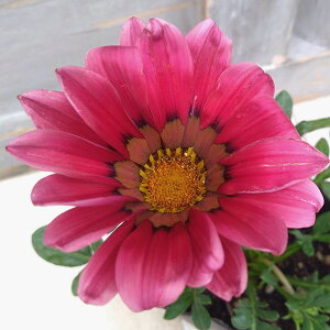 Ԃ̕c/KUjAFLX [Y3-3.5|bgiΗtɃ[YsN̉ԁj