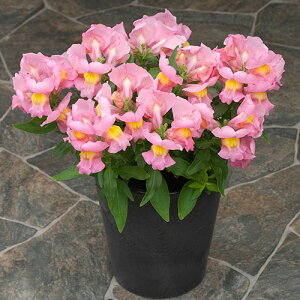 Ԃ̕c/LM\Ei킢EjF|bvAbvEsN3|bg