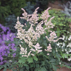 Ԃ̕c/AX`xFGEpi[bpj3.5|bg