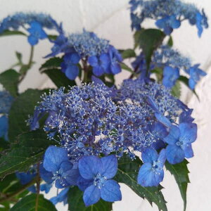 Ԗ ؂̕c/}AWTCFV`wQiωj4|bg