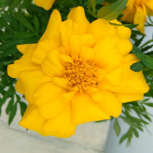 Ԃ̕c/}[S[h FfS@CG[3-3.5|bg 2Zbg