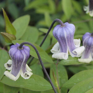 N}`X̕c/N}`XFhN^[}[4O|bgiBIinj