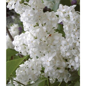 Ԗ ؂̕c/CbNFGWFzCg6|bg