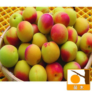 ʎ̕c/Ei~jFO썂iȂ񂱂j4`5|bg