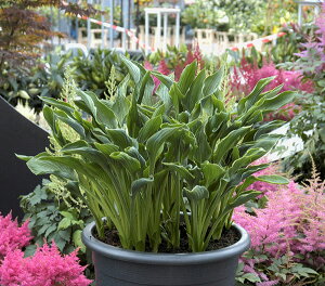 Ԃ̕c/M{EVFvCOnY3.5|bg