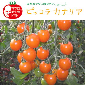 野菜の苗/イタリアントマト：ピッコラカナリア3号ポット 6株セット