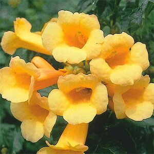 Ԃ̕c/mE[JYFCG[gybg6A