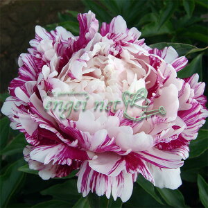 Ԃ̕c/VNNi䉖jF LfB[XgCv@4|bg