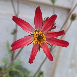 Ԃ̕c/`R[gRXXFԂƂ3-3.5|bg