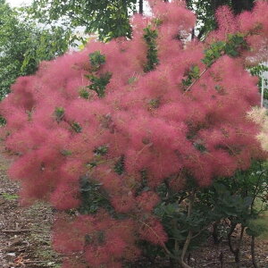 Ԗ ؂̕c/X[Nc[Fgr[3|bg