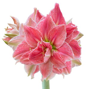 ����/�A�}�����X�F�}�W�b�N�A�}�����X�E�A�}���� �X�E�B�[�g�j���t�i���E���d�j