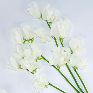 Ԃ̕c/XC[gs[FzCgiNo.5j3|bg 6Zbg