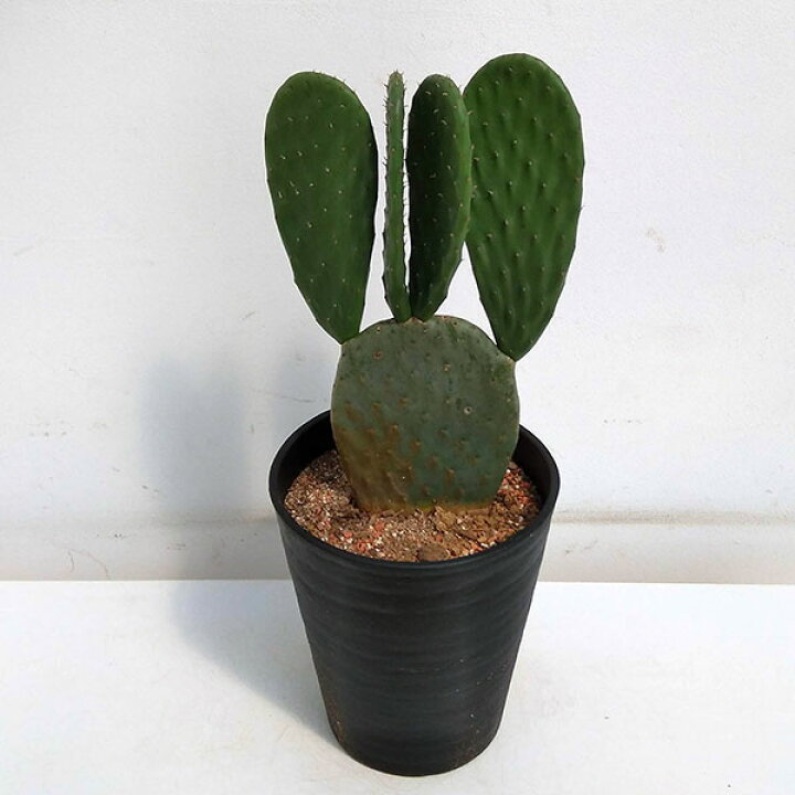 楽天市場 観葉植物 ウチワサボテン 7号鉢植え A 2 園芸ネット プラス