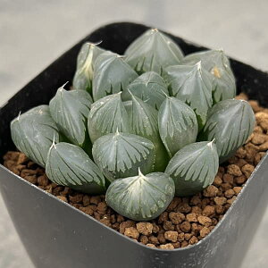 ϗtA/nI`AFp[vIuc[T@2.5XNGA