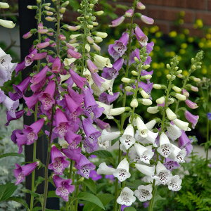 Ԃ̕c/WM^XFtHNV[~bNX3|bg