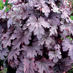 Ԃ̕c/q[PFvJXP[h3|bg