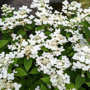 Ԗ ؂̕c/mEcMiЋ؁jF|[X^[3.5|bg