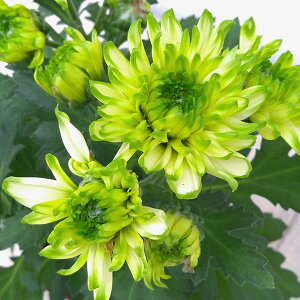 Ԃ̕c/|bg}FmoC3.5|bg