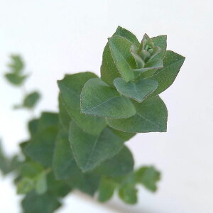 �Ԗ� ��؂̕c/���[�J���F���[�����O�[��3-3.5���|�b�g