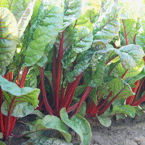 XCX`[hEbh2imӂ񑐁Eo[u`[hj[؃^l]