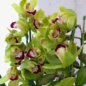 シンビジューム 生花の人気商品 通販 価格比較 価格 Com
