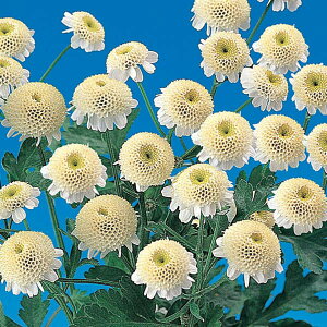 Ԃ̕c/}gJAEizCgENo2j3|bg