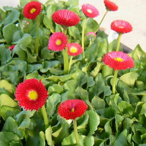 Ԃ̕c/f[W[FA[[||lbgbh3-3.5|bg