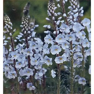 Ԃ̕c/xjJFQ`AmCfX3|bg