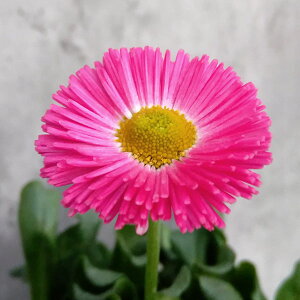 Ԃ̕c/f[W[FA[[||lbg[Y3-3.5|bg 2Zbg