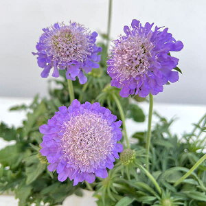 Ԃ̕c/XJrITFsNbVu[3|bg