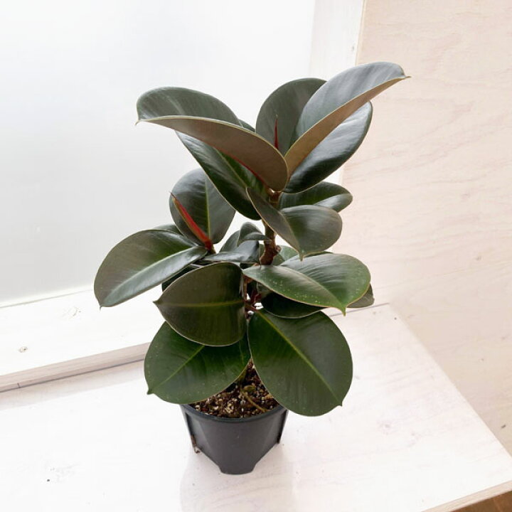 楽天市場】観葉植物/フィカス：ソフィア 5号鉢植え : 園芸ネット プラス