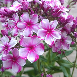 Ԃ̕c/htbNXFlItAisNj3|bg