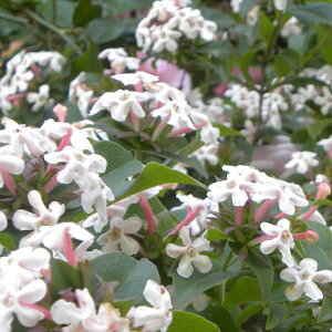 Ԗ ؂̕c/AxAFTlVX 6|bg