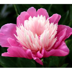 Ԃ̕c/VNNi䉖jFiƂ߂j4|bg