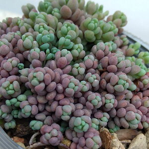 ϗtA/Z_F p[vwCY2.5|bg