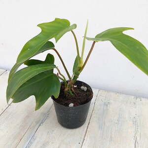 観葉植物 フィロデンドロン 観葉植物の人気商品 通販 価格比較 価格 Com