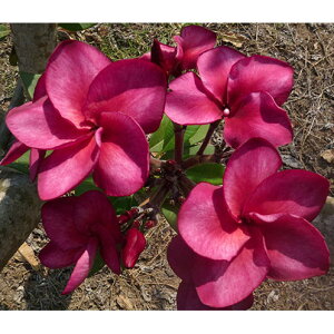 Ԗ ؂̕c/i킯jvAFX[p[Eh iSuper Roundj5A